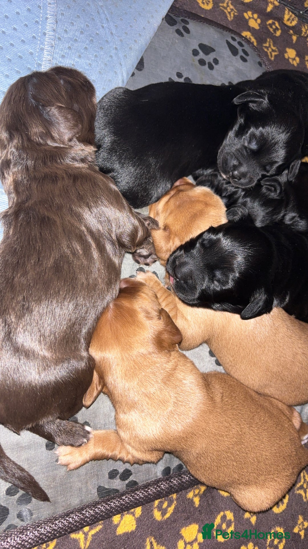 Cockerdor dogs for sale: Cockerdors  - Advert 11