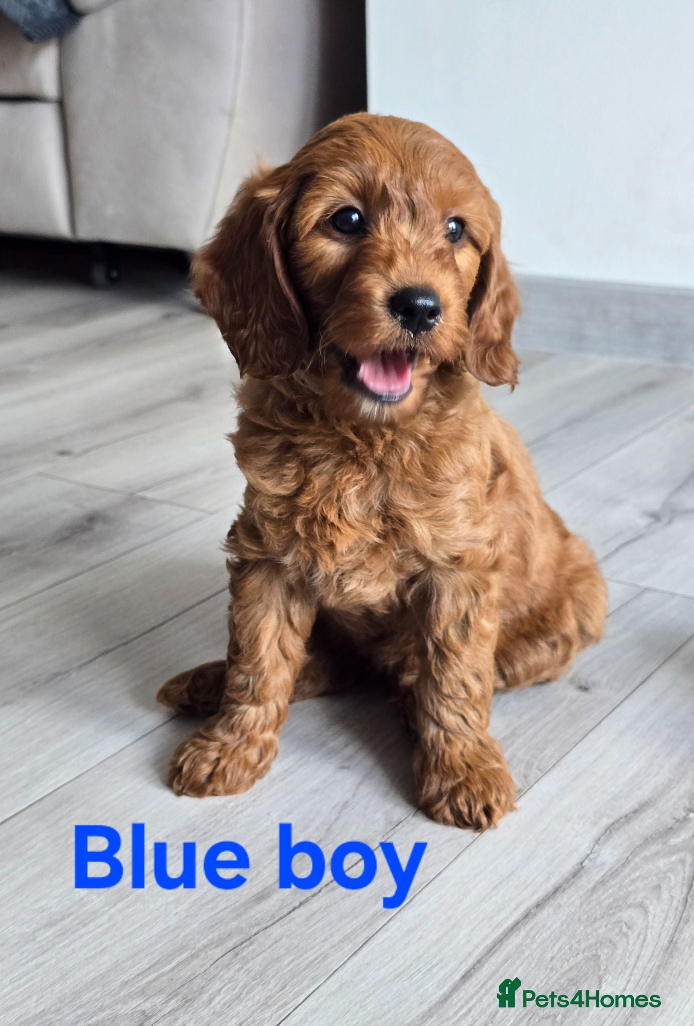 Cavapoo dogs MiniatureF1B💥DNAHealthTestedParents💥FamilyRaised - Advert 1