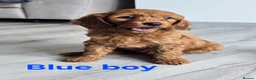 Cavapoo dogs for sale: MiniatureF1B💥DNAHealthTestedParents💥FamilyRaised - Advert 4