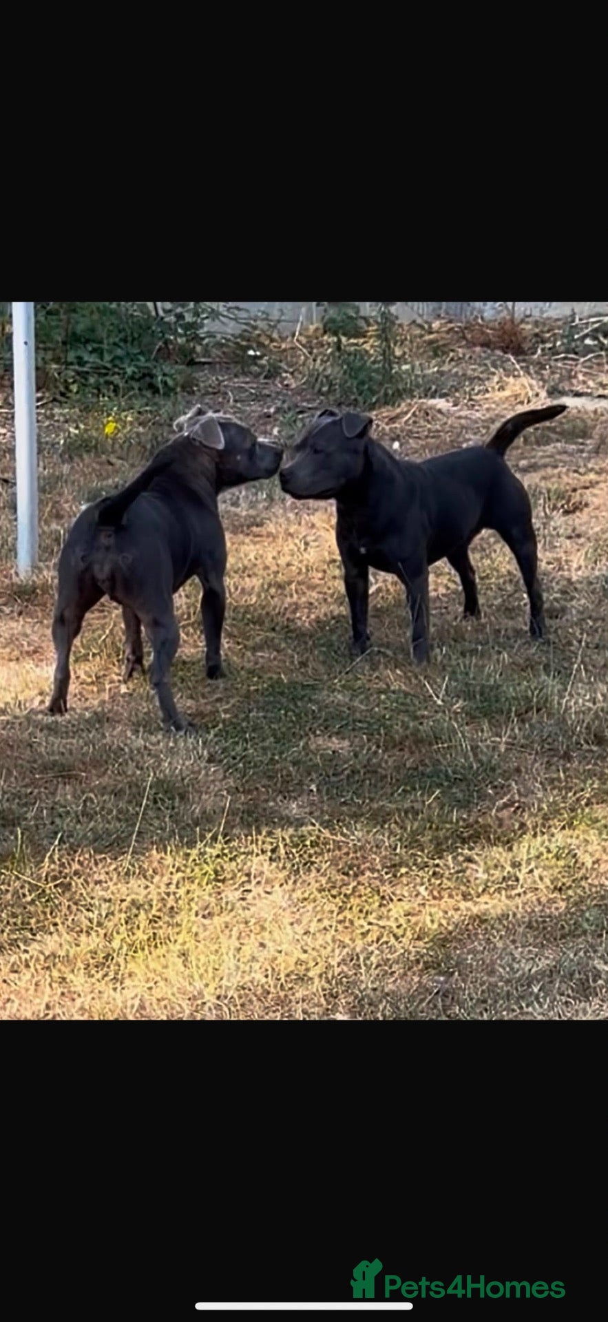 Staffordshire Bull Terrier dogs Stunning proven Staffy stud dog  - Advert 2