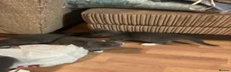 Mixed Breed cats for sale: Beautiful russian blue/british short hair cross in Banbury - Advert 11