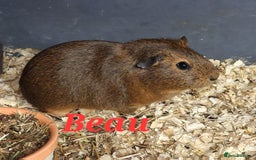 Guinea Pig rodents for sale: Rescue guinea pigs  - Image 6