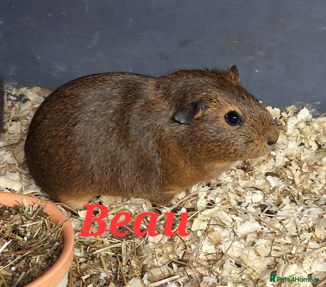 Guinea Pig rodents for sale: Rescue guinea pigs  - Image 6
