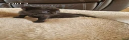 Mixed Breed cats for sale: Beautiful Domestic Shorthair Female Kitten - Advert 1