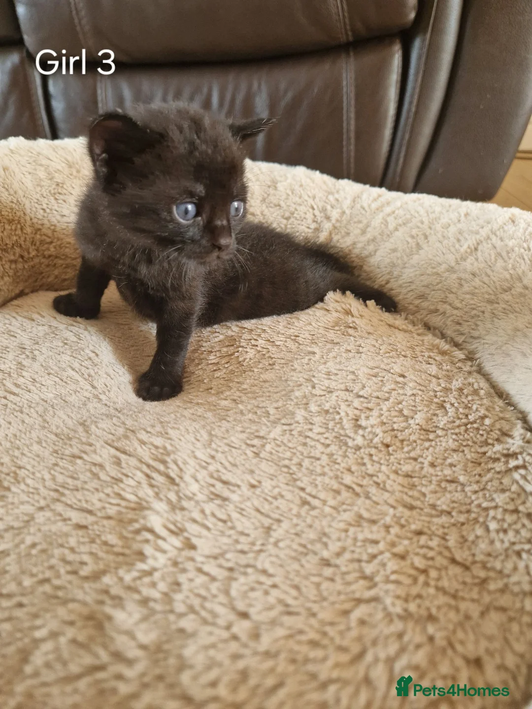 Mixed Breed cats for sale: Beautiful Domestic Shorthair Female Kitten - Advert 1