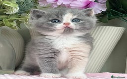 British Shorthair cats for sale:  Quality British kittens - Image 11