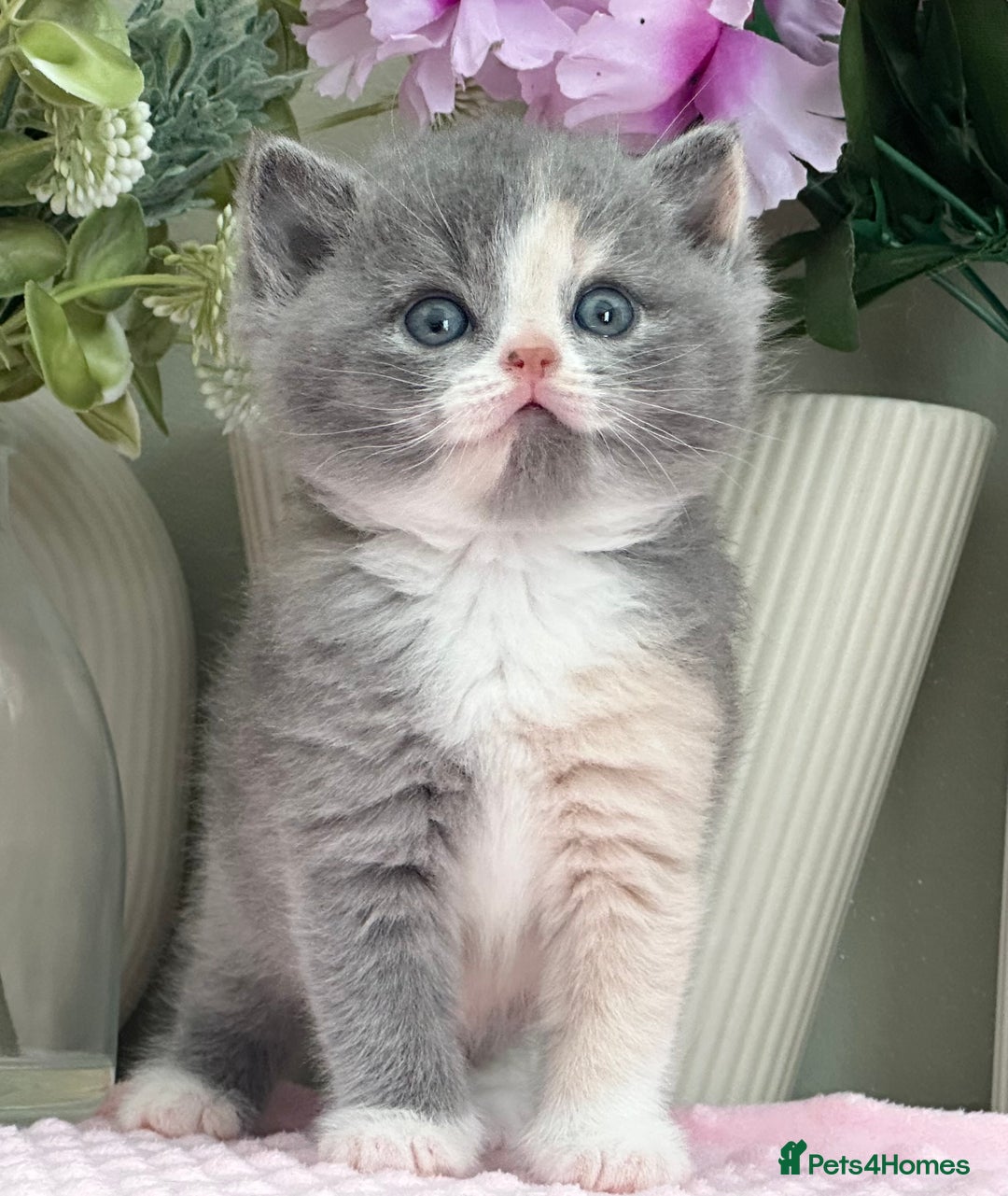 British Shorthair cats for sale:  Quality British kittens - Image 11