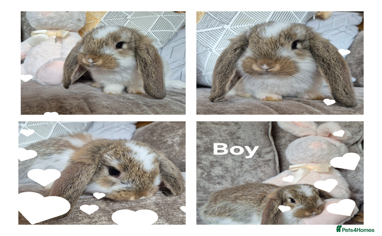 French Lop rabbits - Advert 1