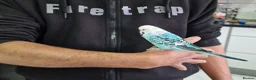 Budgerigars birds for sale: Super Silly hand tamed budgies  - Advert 9