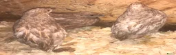 Quail poultry for sale: CHINESE PAINTED BUTTON QUAIL EGGS ! - Advert 26