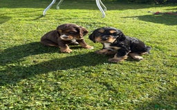 Cocker Spaniel dogs for sale: Stunning KC Show Type Cocker Spaniels - Image 5