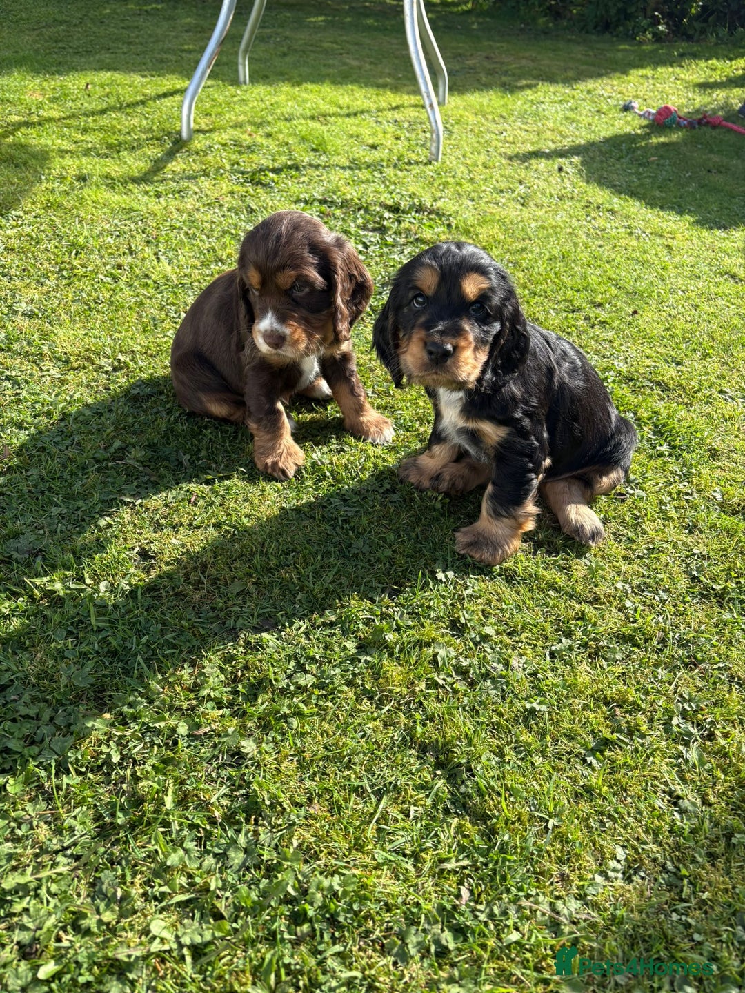 Cocker Spaniel dogs for sale: Stunning KC Show Type Cocker Spaniels - Image 5