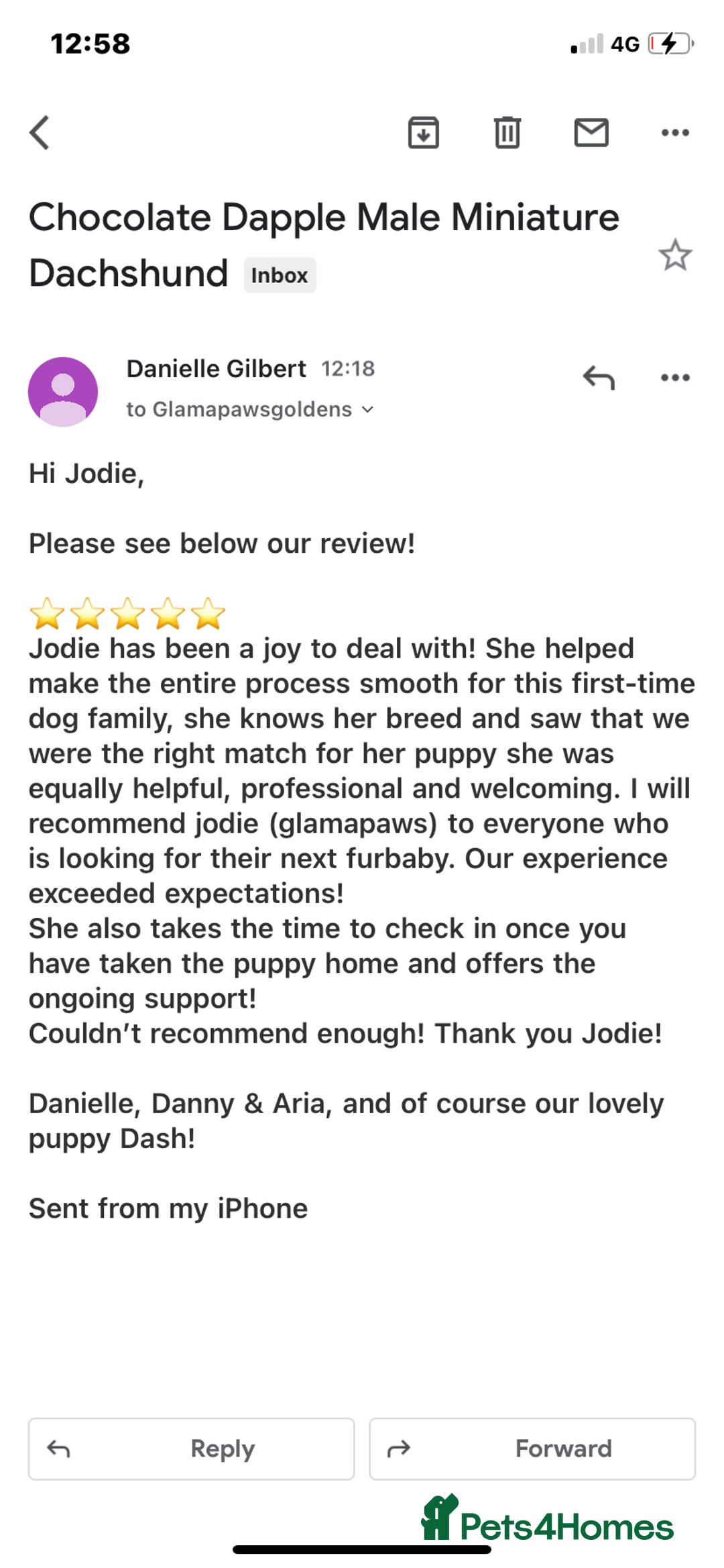 Miniature Dachshund dogs for sale: BEAUTIFUL PRA CLEAR & KC REG MINIS - Advert 31