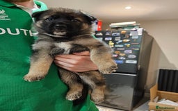 Mixed Breed dogs for sale: German Shepherd x Akita puppies - 4 females left - Advert 11