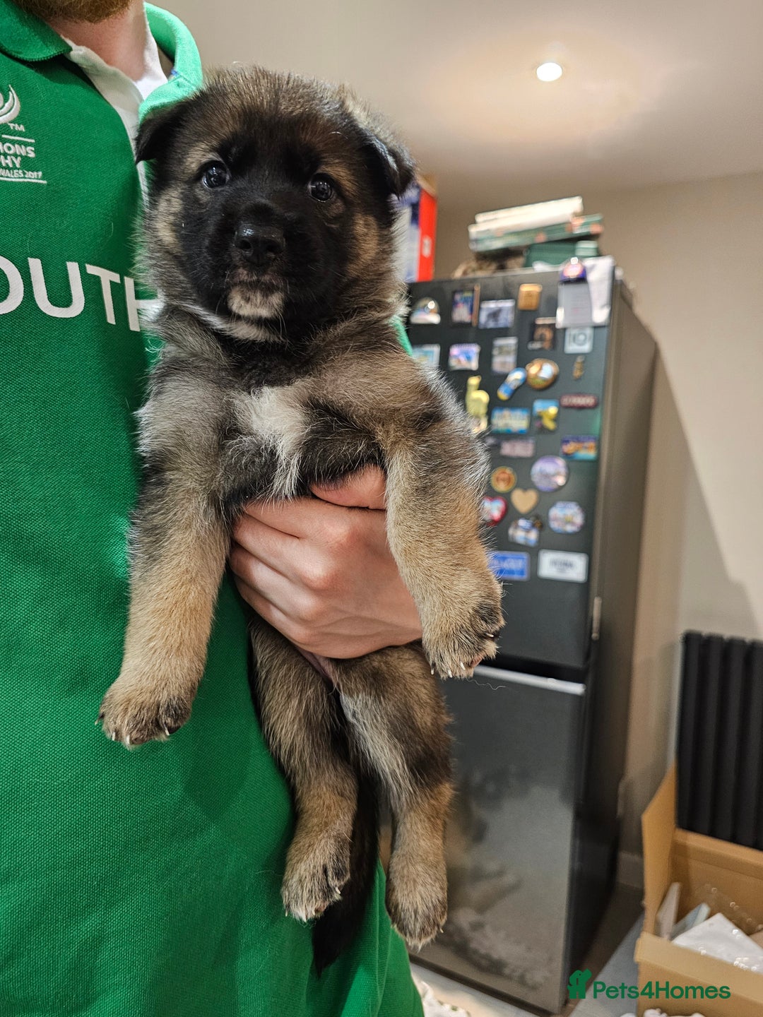 Mixed Breed dogs for sale: German Shepherd x Akita puppies - 4 females left - Advert 11