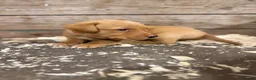 Labrador Retriever dogs for sale: KC Registered Labrador Puppies in Ripon - Advert 3