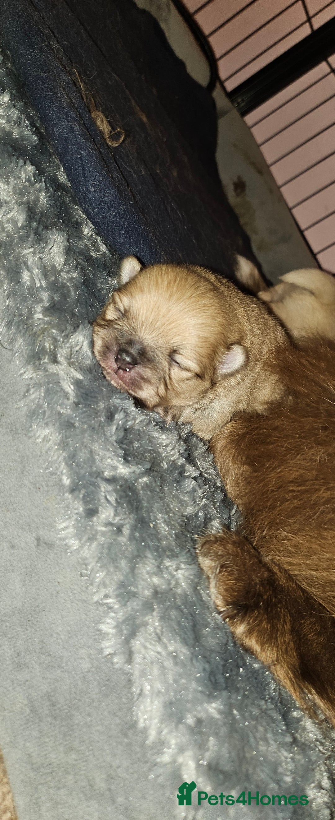 Pomeranian dogs for sale: 4 outstanding quality bear pomeranian puppies - Advert 11