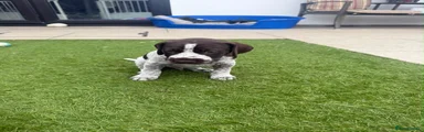 German Shorthaired Pointer 3