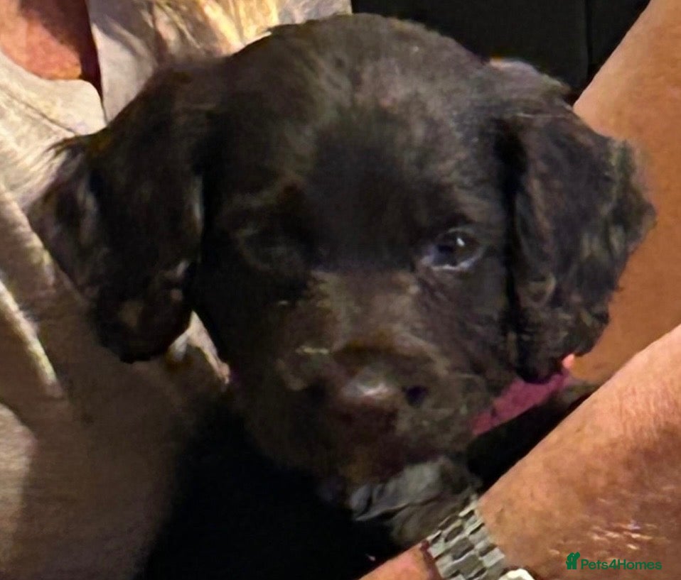 Cocker Spaniel dogs BEAUTIFUL COCKER SPANIEL PUPS FOR SALE - Advert 1