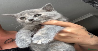 British Shorthair cats - Advert 4