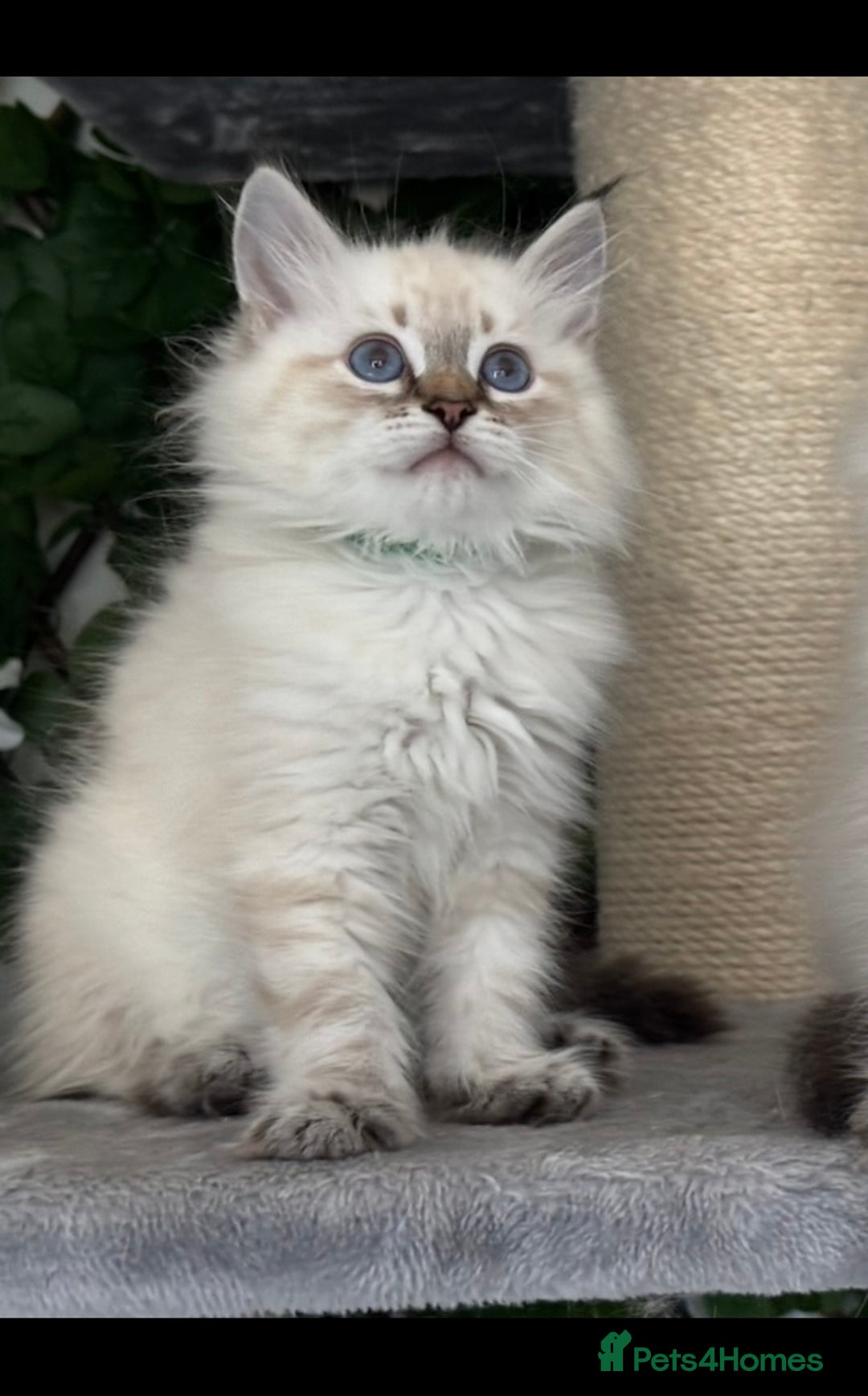 Siberian cats for sale: ✅3 WEEKS OLD BABIES AVAILABLE✅ - Advert 12