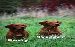 Labrador Retriever dogs for sale: KC Registered Fox Red Labradors - Image 12