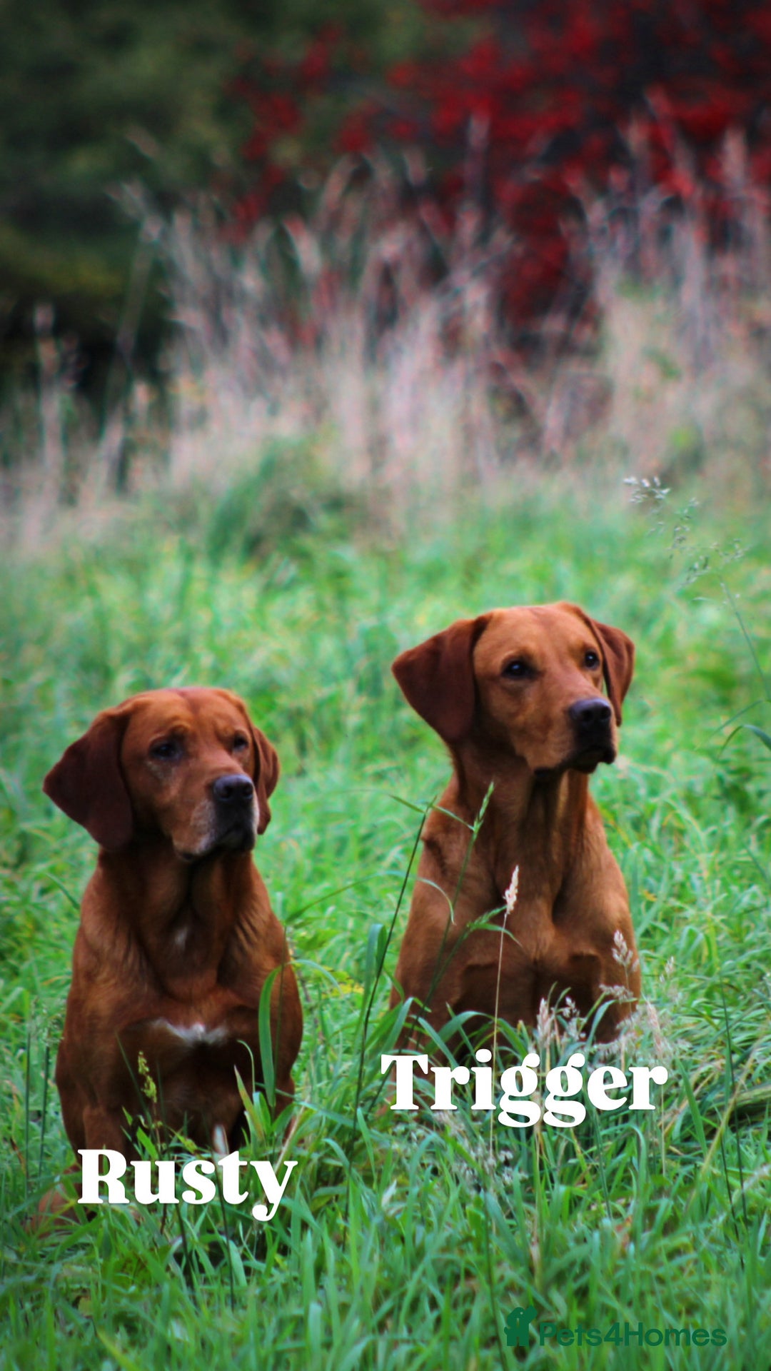 Labrador Retriever dogs for sale: KC Registered Fox Red Labradors - Image 12