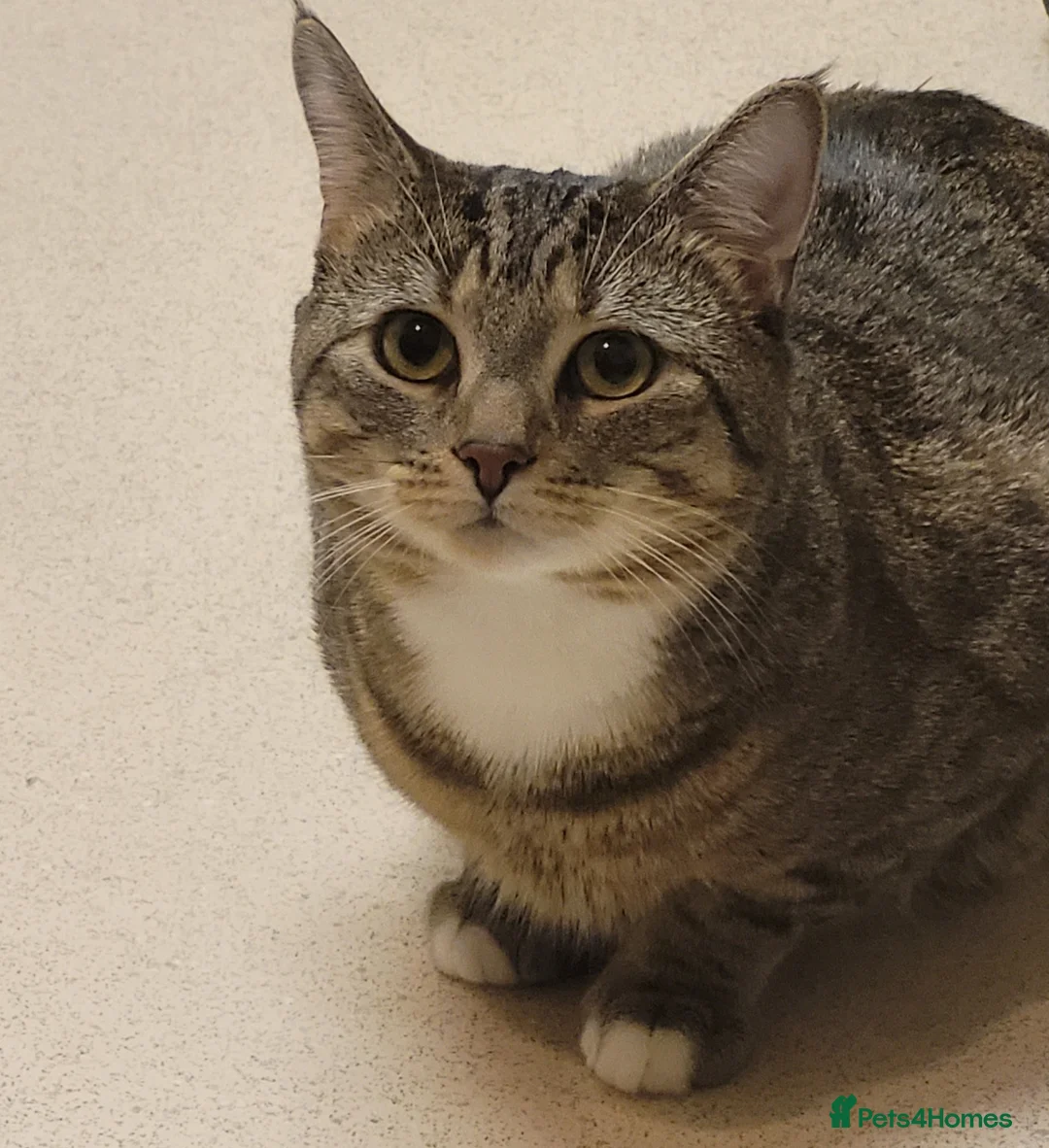 European cats for stud: Stud cat James in Stockport - Advert 2