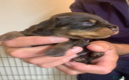 Miniature Dachshund dogs for sale: Wirehaired KC reg mini dachshunds  - Image 12