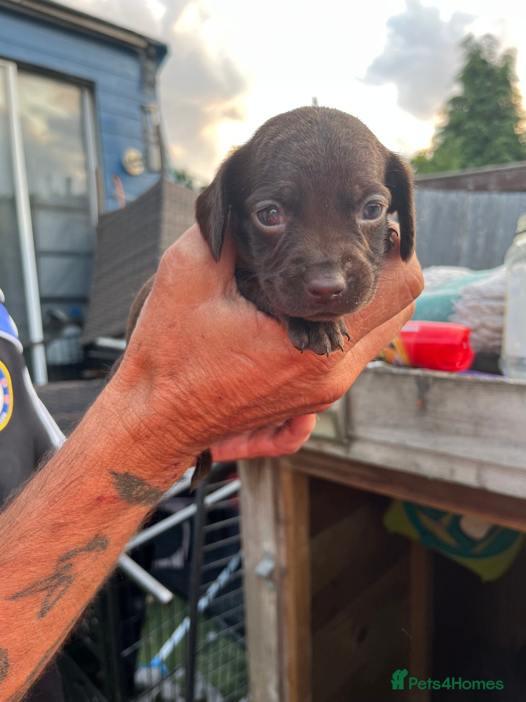 Mixed Breed dogs for sale: Beautiful cockepoo cross Miniature Dachshund pups  - Image 2
