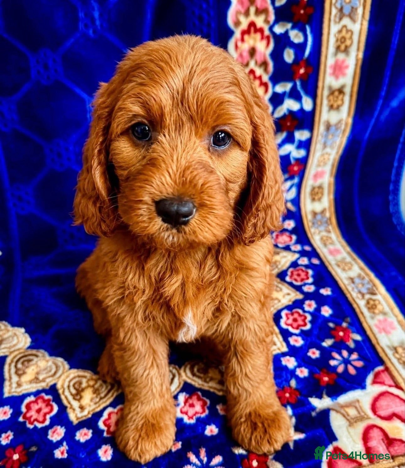 Cavapoo dogs 🥇TOP QUALITY F1 CAVAPOO PUPPIES READY TO LEAVE! - Advert 9