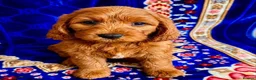 Cavapoo dogs for sale: 🥇TOP QUALITY F1 CAVAPOO PUPPIES READY TO LEAVE! - Advert 3