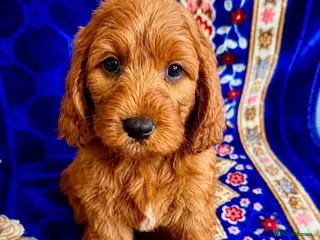 Cavapoo dogs 🥇TOP QUALITY F1 CAVAPOO PUPPIES READY TO LEAVE! - Advert 9