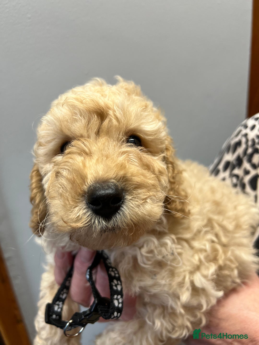 Miniature Poodle dogs for sale: Miniature poodles  - Image 19
