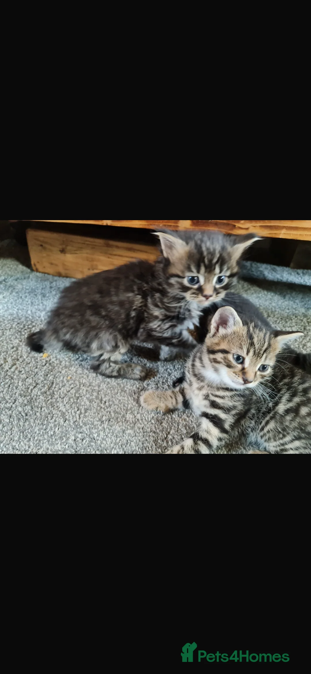 Mixed Breed cats for sale: 4 beautiful kittens  - Advert 5