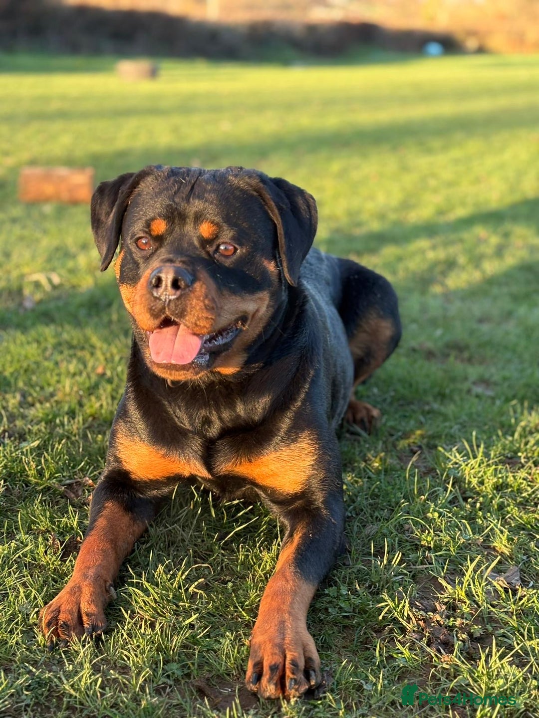 Rottweiler dogs for sale: Trained 20 month female champ pedigree Rottweiler  - Advert 4