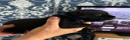 Staffordshire Bull Terrier dogs for sale: 🖤💙 Stunning Litter - Advert 18