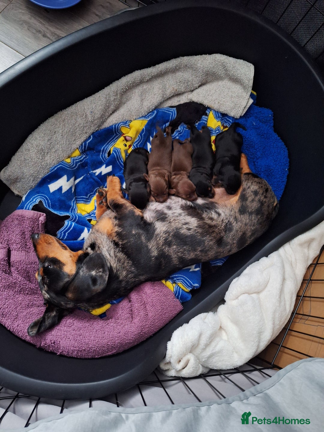 Dachshund dogs for sale: Dachshund  - Image 3