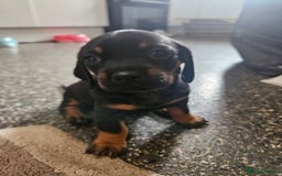Mixed Breed dogs for sale: Pug x miniature dachshund *Only one left* - Image 2