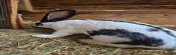 New Zealand rabbits for sale: New Zeeland x Continental Giant Bucks  - Advert 6