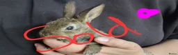 Mini Lop rabbits for sale: Mini lops  - Advert 8