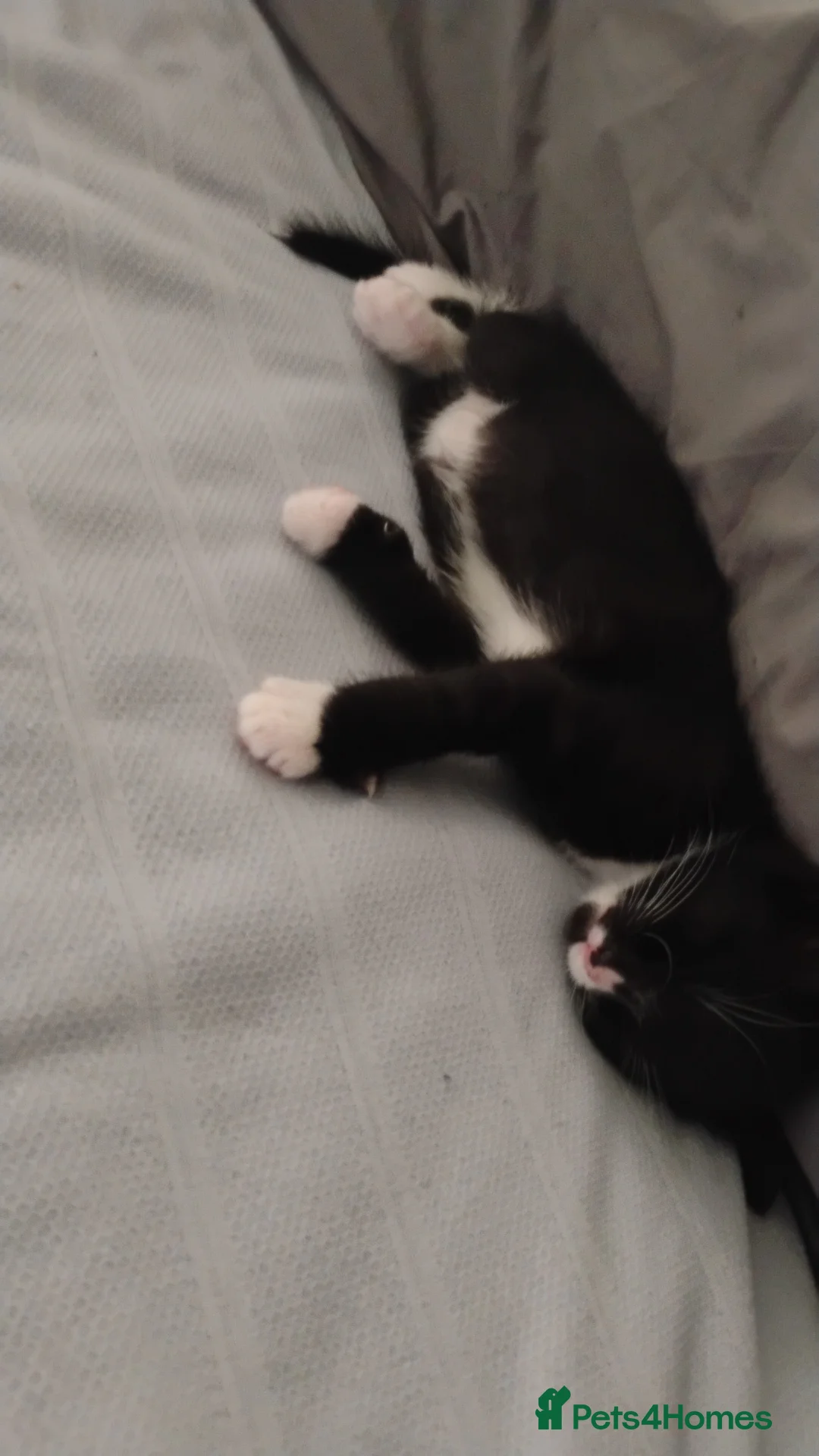 British Shorthair cats for sale: Meet ren  - Advert 2