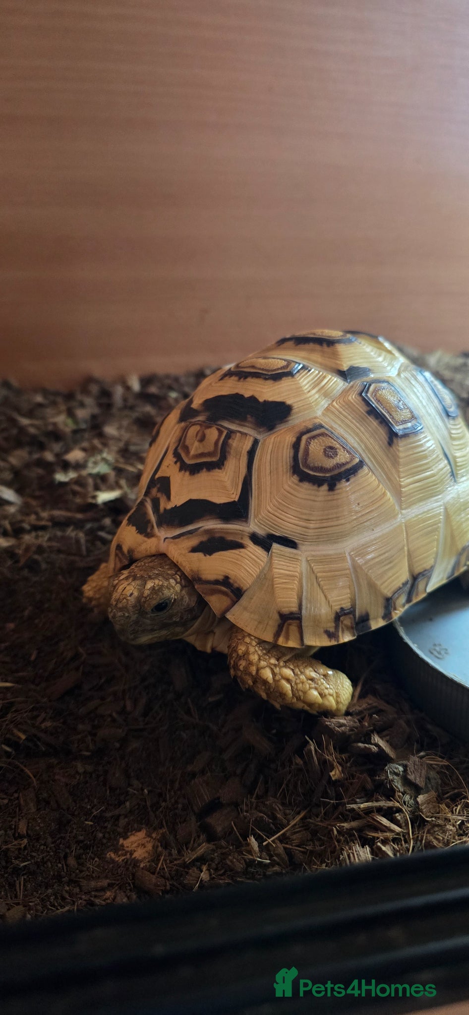 Tortoise reptiles Leopard tortoise  - Advert 2