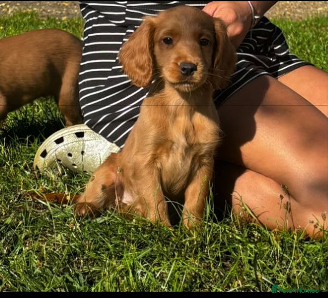 Cockapoo dogs for sale: Beautiful cockerpoo puppies  - Image 2