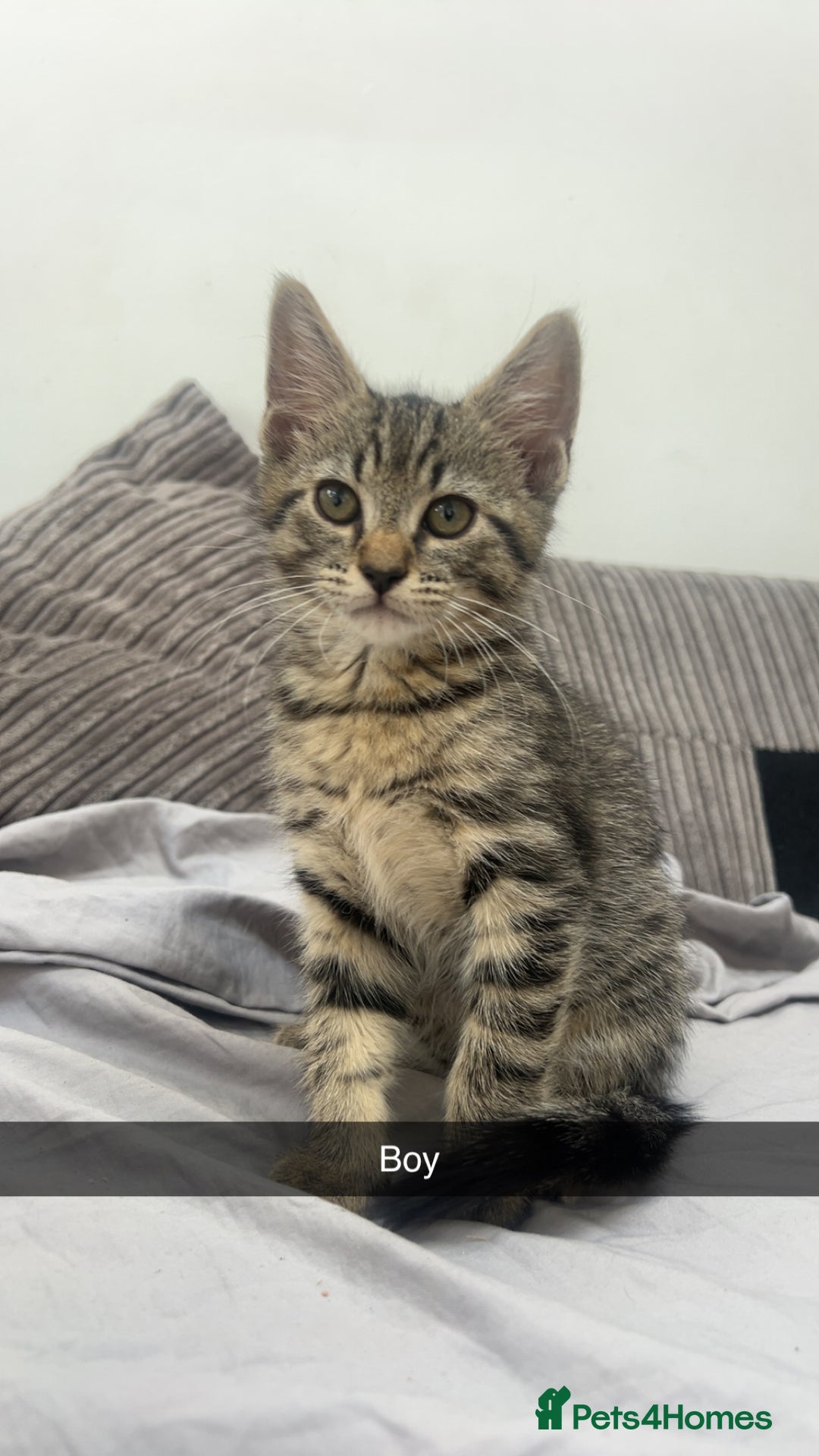 Mixed Breed cats for sale: 3 kittens urgently looking for new home  - Image 24
