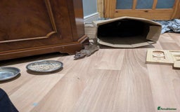 Rat rodents for sale: Two female Fancy Rats  - Image 5