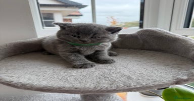 British Shorthair cats - Advert 2