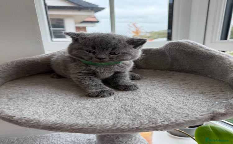 British Shorthair cats - Advert 13