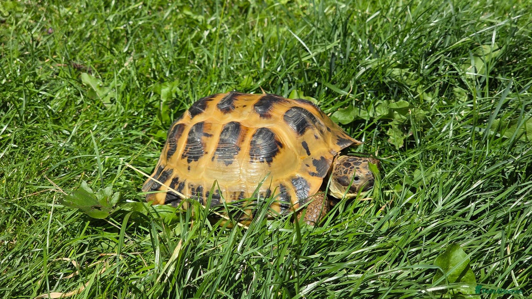Tortoise reptiles for sale: Tortoise with vivarium for good home - Image 2