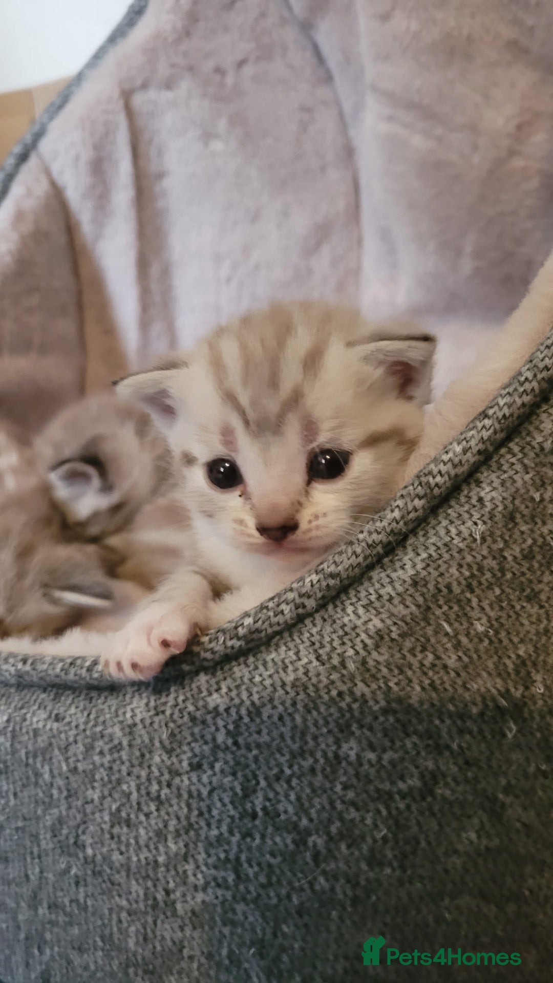 Mixed Breed cats Litter of white tabby cats  - Advert 15